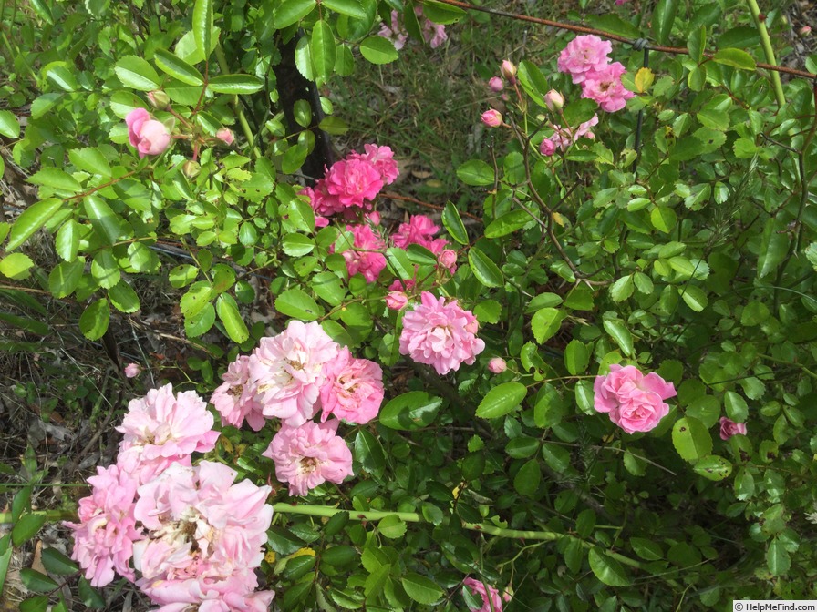 'Dorothy Dennison' rose photo