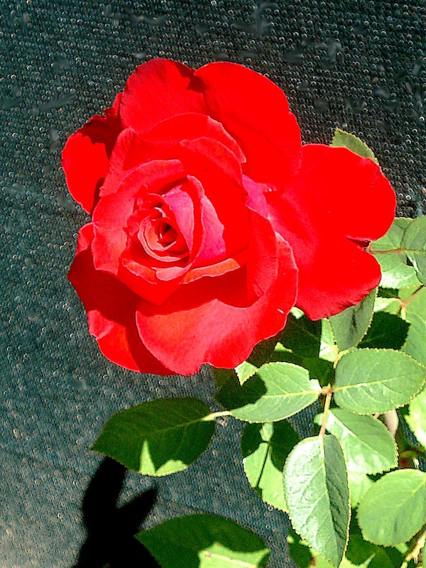 'Grande Amore ® (hybrid tea, Kordes, 1995/2004)' rose photo