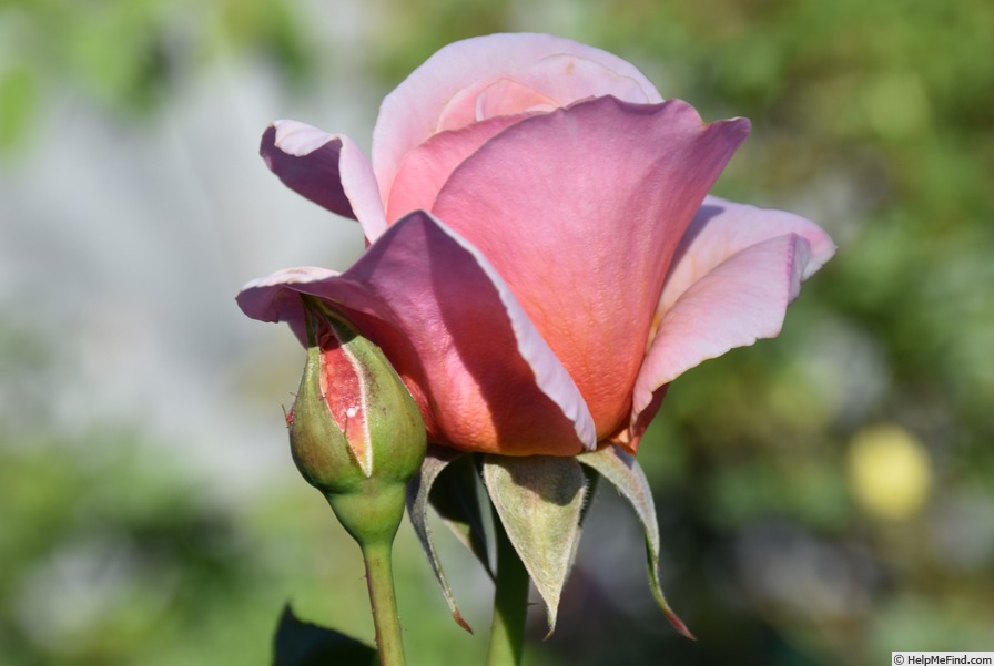 'Iced Ginger' rose photo