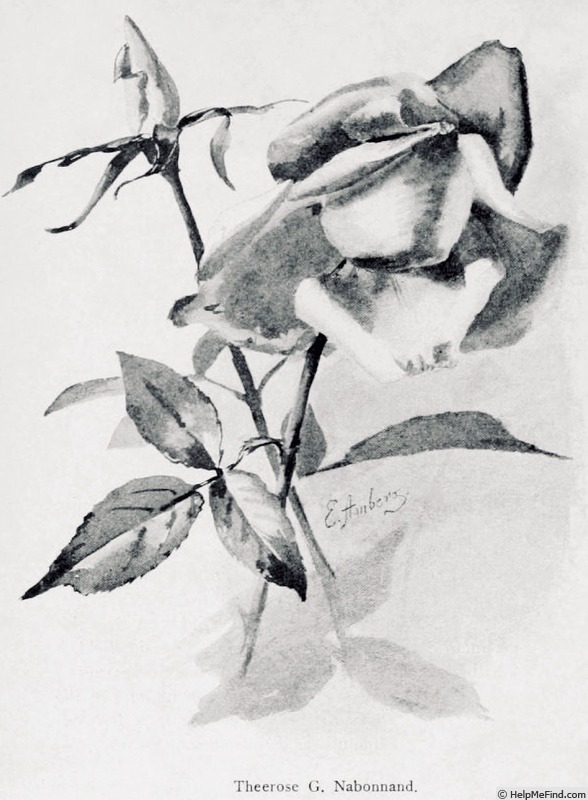 'G. Nabonnand (Tea, Nabonnand 1888)' rose photo