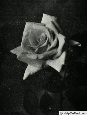 'Fémina (hybrid tea, Gaujard, 1963)' rose photo