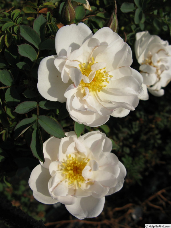 'White After Rain' rose photo