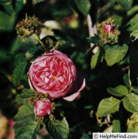'R. centifolia cristata' rose photo