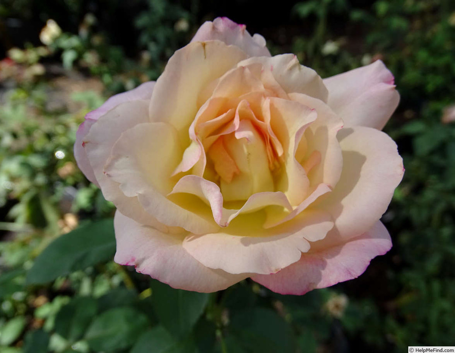 'Cherry-Vanilla' rose photo