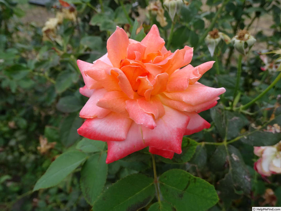 'Courtoise' rose photo