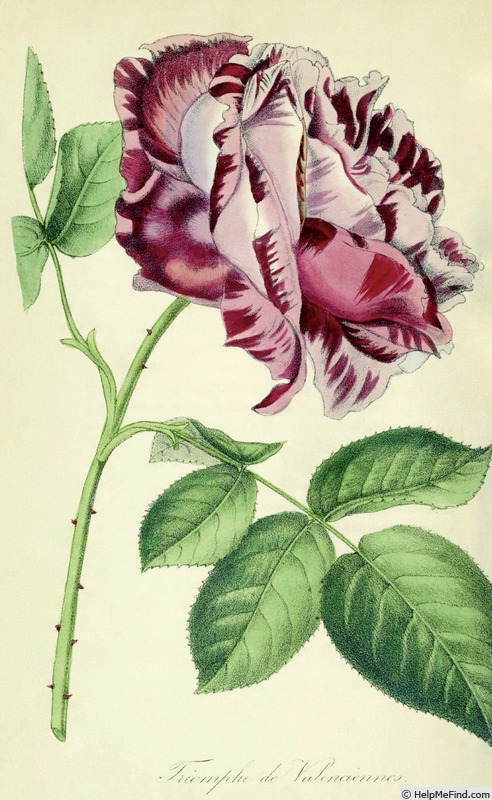 'Triomphe de Valenciennes' rose photo