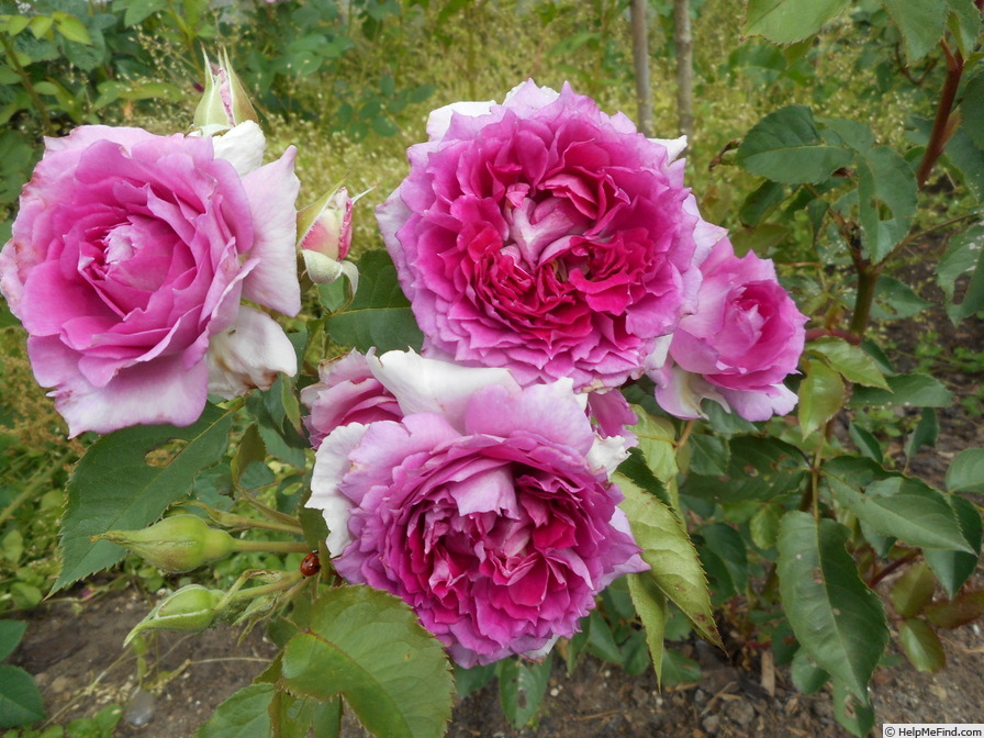 'Princesse d'Orient ® (shrub, Kimura, 2013)' rose photo