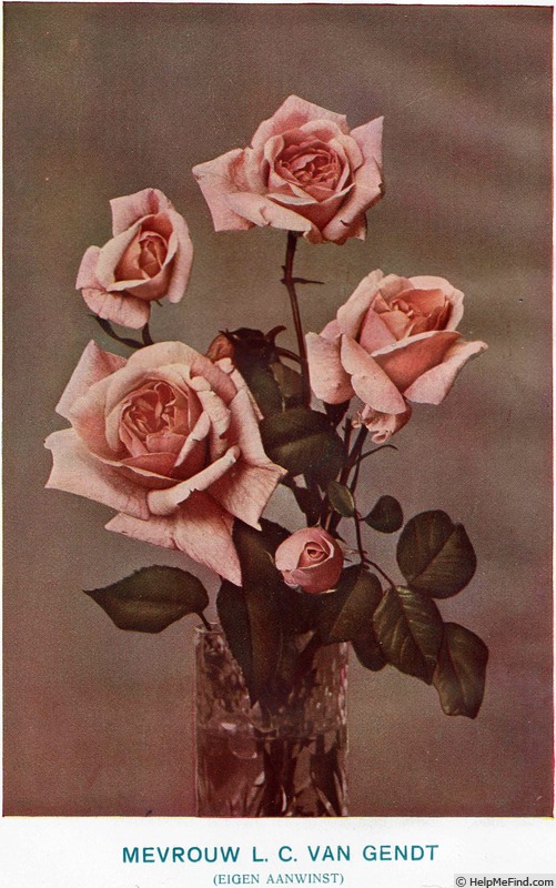 'Mevrouw L.C. van Gendt' rose photo