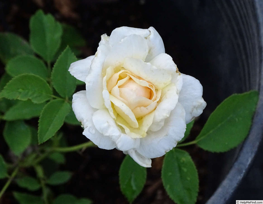 'Diamond Jubilee (hybrid tea, Boerner, 1947)' rose photo