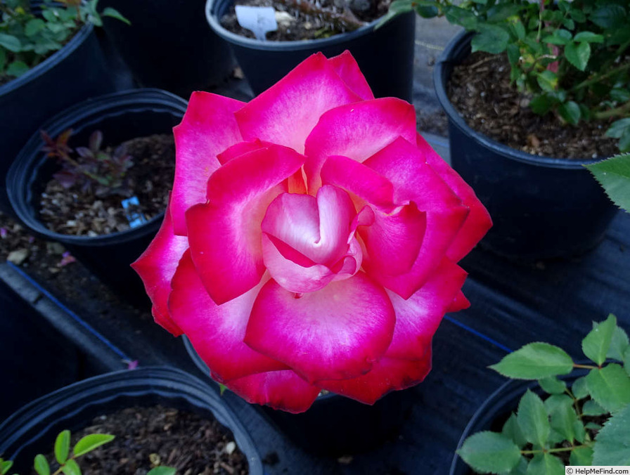 'Donna Darlin'' rose photo