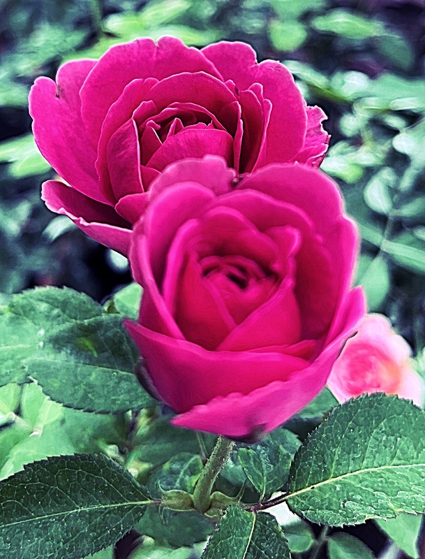 'Celestial Night ™' rose photo