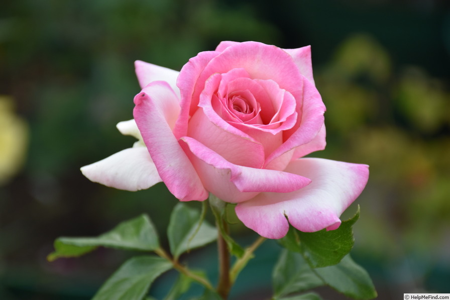 'Our Rosamond' rose photo