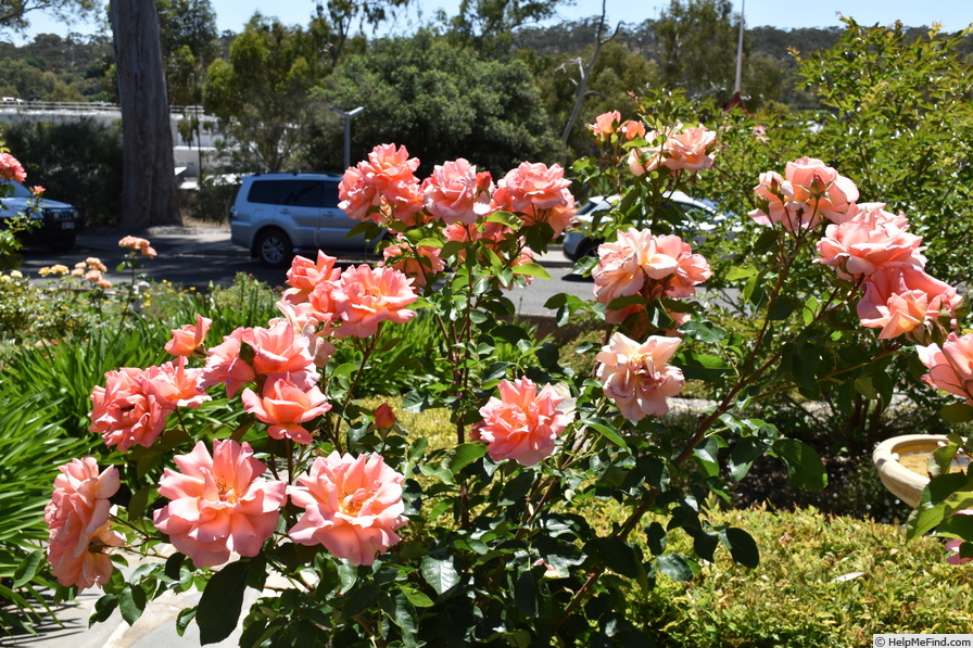 'Magic Fire (floribunda, Meilland, 1992)' rose photo