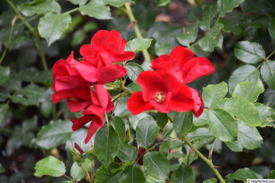 'Apache ® (shrub, Kordes, 2000/09)' rose photo