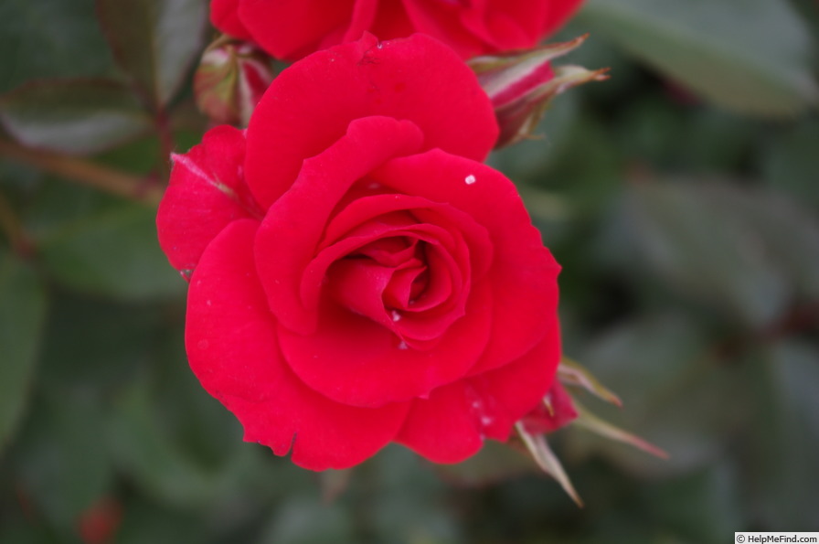 'Brillant Korsar ®' rose photo