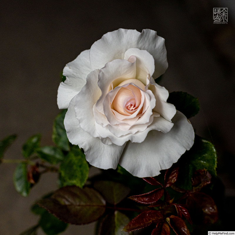 'KORbin' rose photo