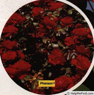 'Pharaon (hybrid tea, Meilland, 1967)' rose photo