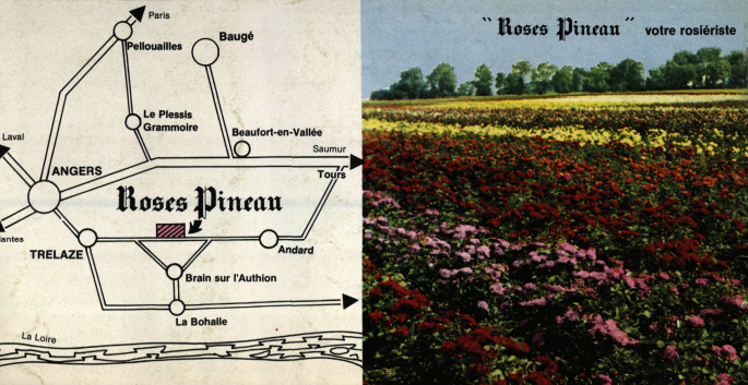 'Roses Pineau'  photo