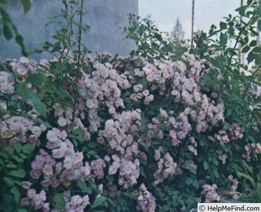 'La Haie Fleurie' rose photo