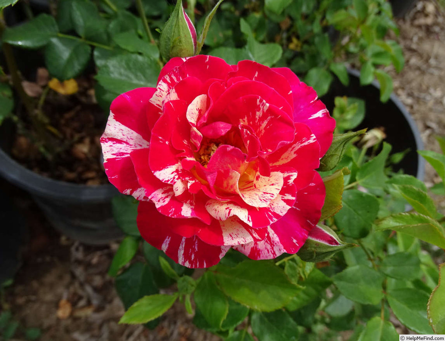 'Gypsy Lantern' rose photo