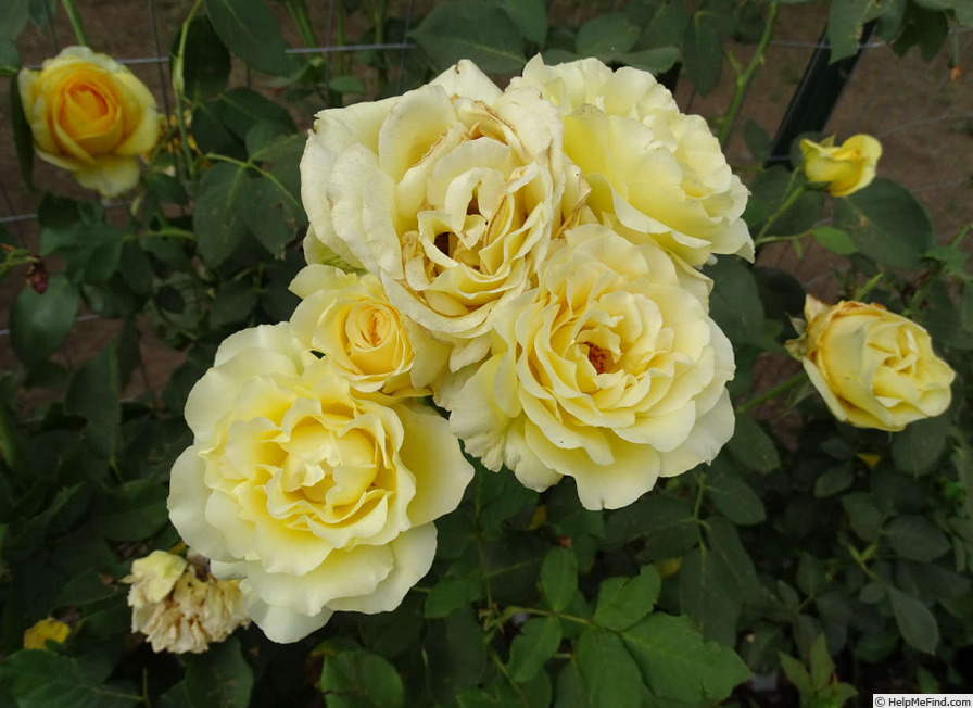 'Honey Bouquet' rose photo