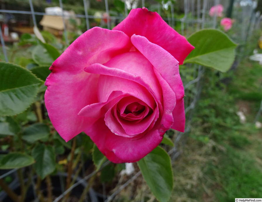 'Hoochie Koochie' rose photo