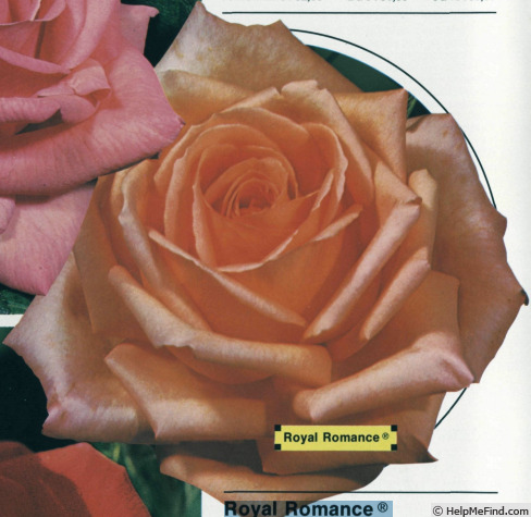 'RUlis' rose photo