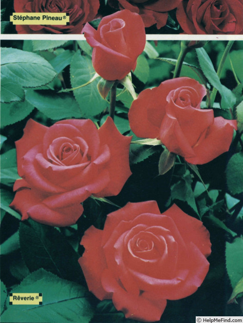 'Reverie ® (floribunda, Kordes 1974)' rose photo