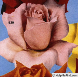 'Arianna ® (hybrid tea, Meilland, 1965)' rose photo