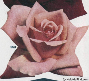'Lynda' rose photo