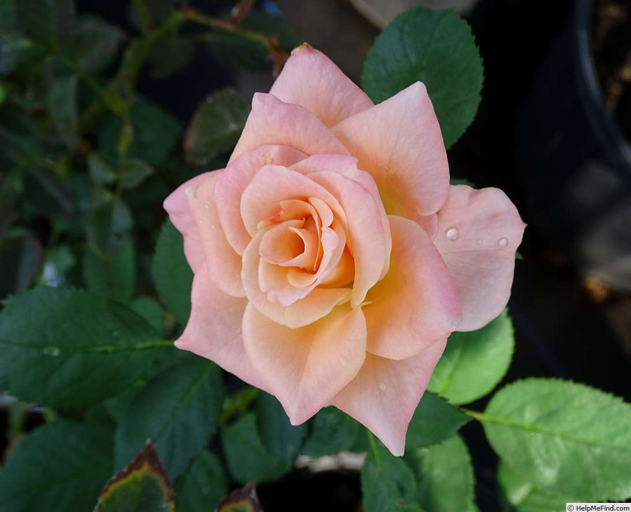 'Indian Fema' rose photo