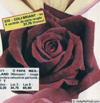 'Papa Meilland ® (Hybrid Tea, Meilland, 1963)' rose photo