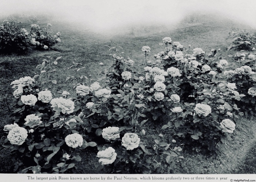 'Paul Neyron (Hybrid Perpetual, Levet, 1869)' rose photo