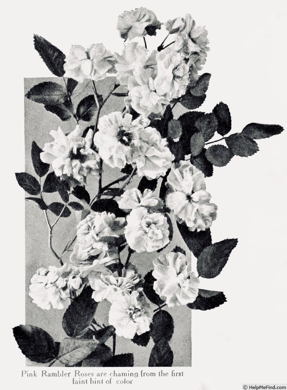 'Psyche (hybrid multiflora, Paul, 1898)' rose photo