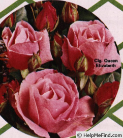 'Grimpant Queen Elisabeth' rose photo