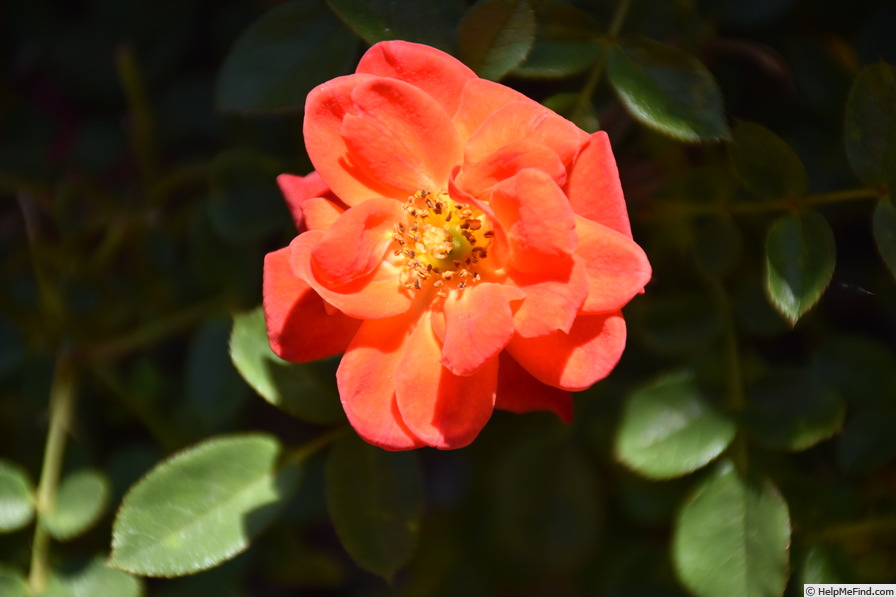 'Minuetto' rose photo