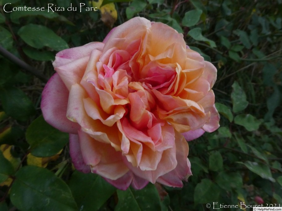 'Comtesse Riza du Parc' rose photo