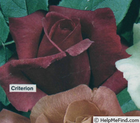 'Criterion' rose photo