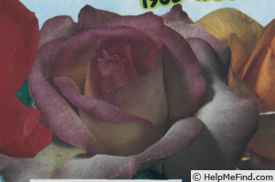 'Princesse de Monaco ® (hybrid tea, Meilland, 1971/81)' rose photo