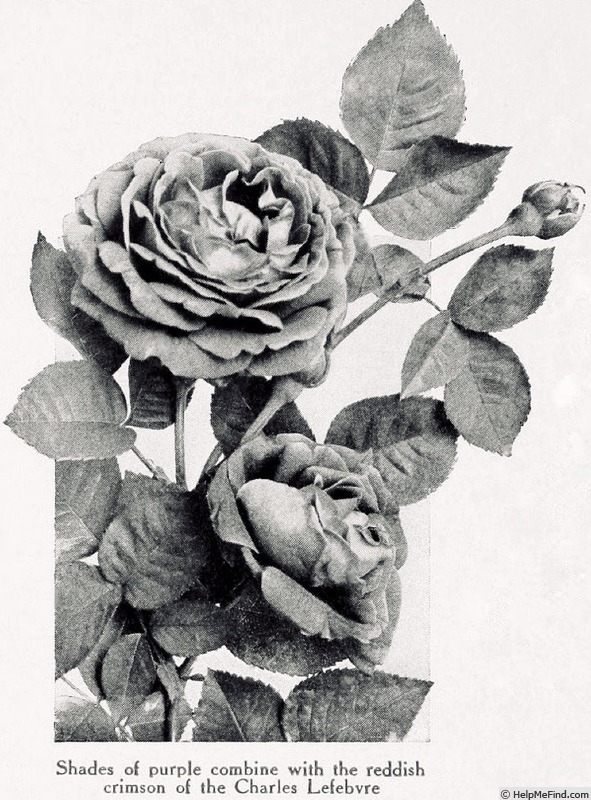 'Charles Lefèbvre' rose photo