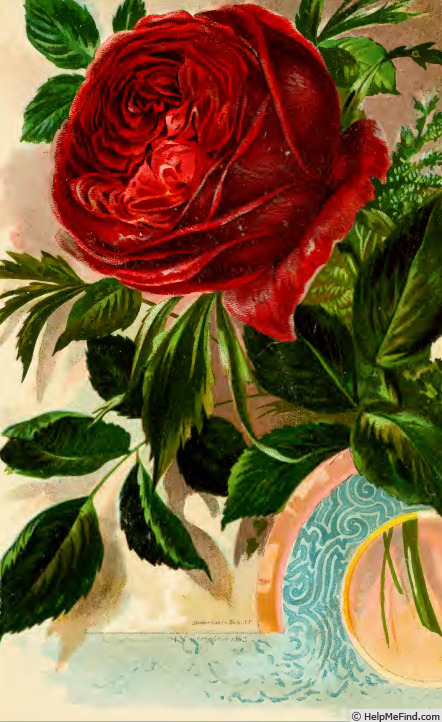 'American Beauty (Hybrid Perpetual, Lédéchaux, 1875)' rose photo