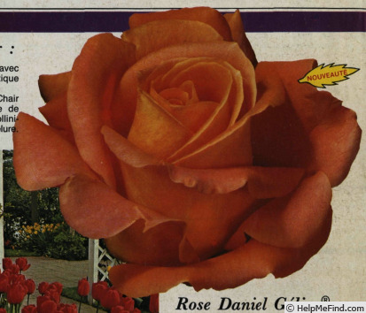 'Daniel Gelin ®' rose photo