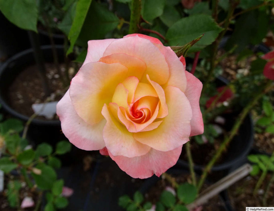 'Little Darling' rose photo