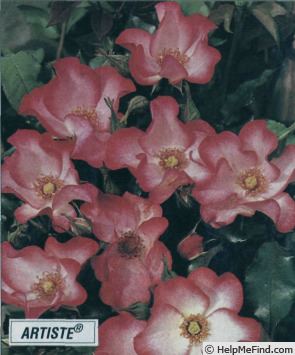 'Artiste (floribunda, Dorieux, 1986)' rose photo