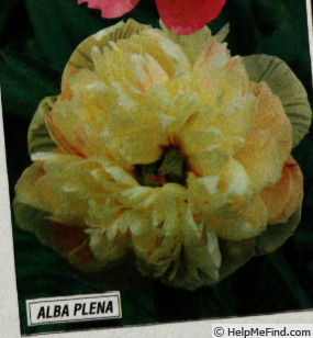 'P. officinalis 'Alba Plena'' peony photo