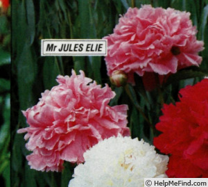 'M. Jules Elie' peony photo