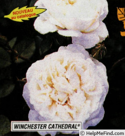 'Winchester Cathedral ®' rose photo