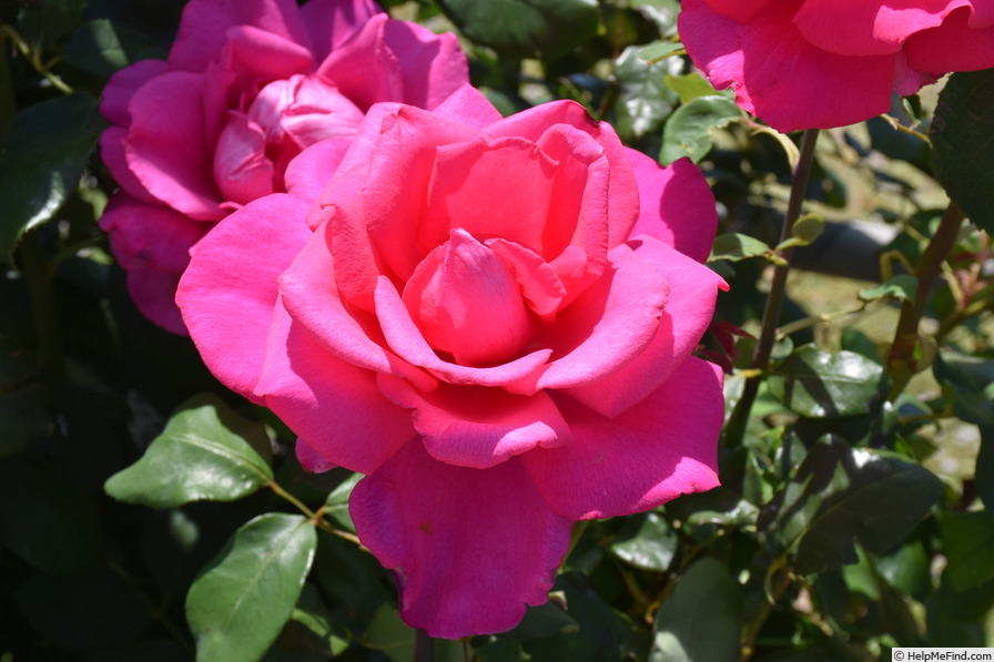 'Parole ®' rose photo