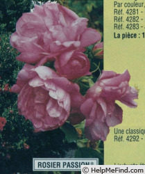 'Passion ® (hybrid rugosa, Baum, 1985)' rose photo