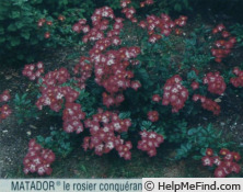 'Matador (shrub, Interplant 1983)' rose photo